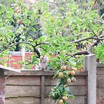 Bee - Byron House