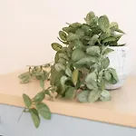 Luxury 1-bed Near Centre And North General Hospital * Manchester