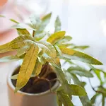 Manchester Resort Apartmán Manchester