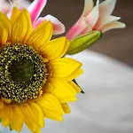 Apartmán Manchester Resort