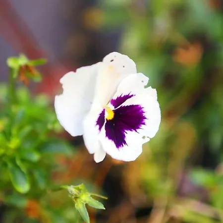 Luxurious Townhouse In