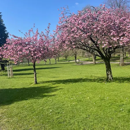 Protea Μάντσεστερ