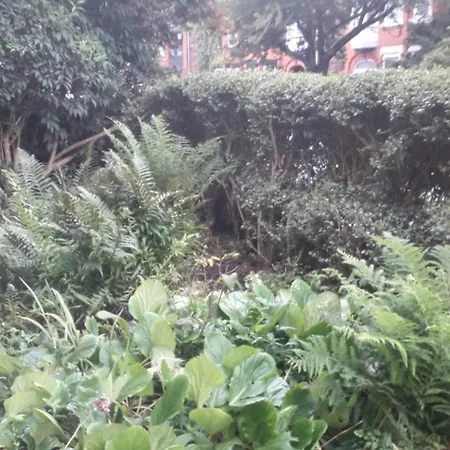 Bird Song Old Trafford مانشستر