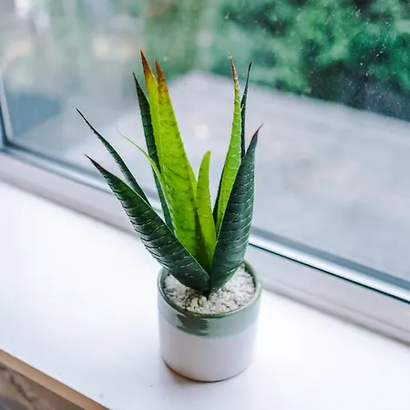 4 Bedroom Victorian House Manchester