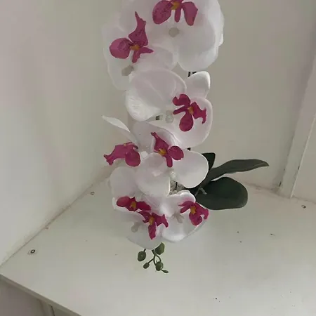 10 Whiteway Street Pansiyon