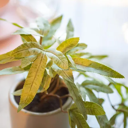 Manchester Resort דירה מנצ'סטר