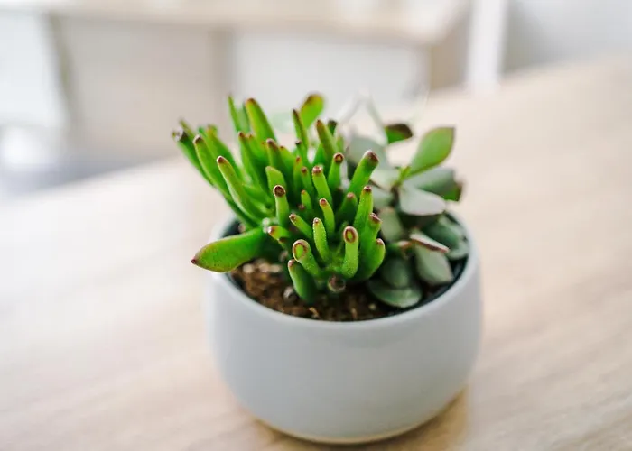 Hilltop Serviced Apartments- Northern Quarter * Manchester