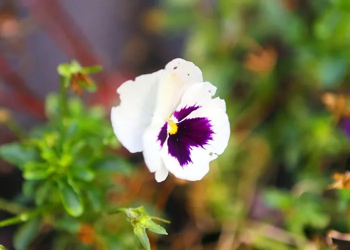 Luxurious Townhouse In