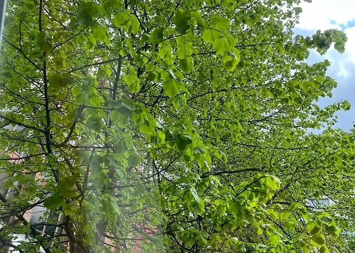 Centre 4 홈스테이 맨체스터