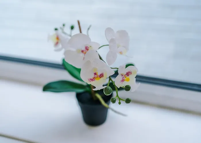 4 Bedroom Victorian House