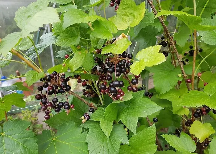 An Oasis Of Calm Next To M'cr Centre + Parking Feriehus Manchester