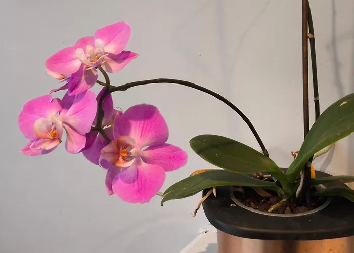 Spotless&spacious Mánchester