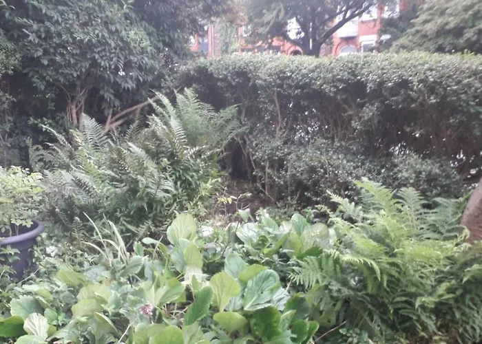 Bird Song Old Trafford Manchester