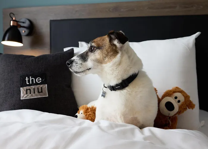 - The Niu, Loom North By Ihg Hotel