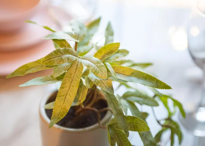 Manchester Resort 아파트 맨체스터