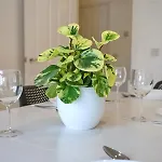 Tatil Evi Spacious 3Bed City Home Northern Qtr - Pass The Keys *